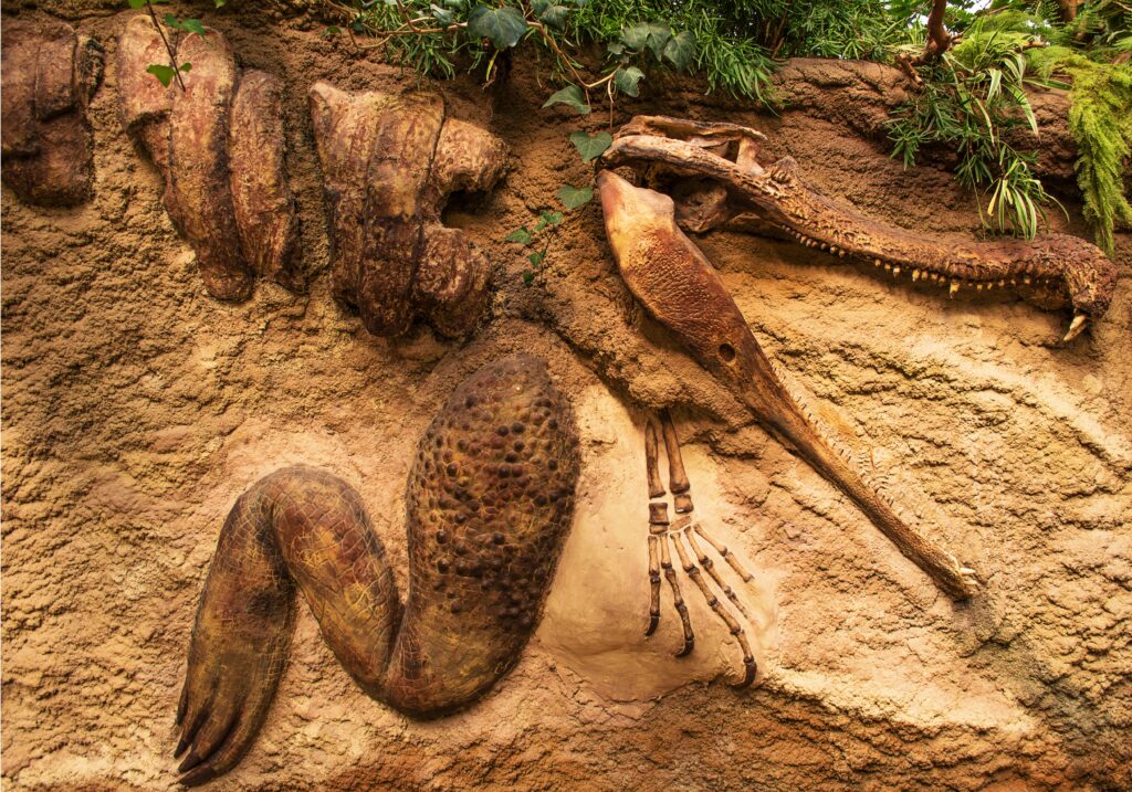 fossil 635079 9 » डायनासोर का रहस्य || How did they became extinct ?